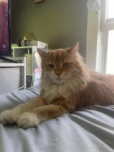 Lost Male Cat last seen Avondale Ave and Broad St., Columbus, OH 43222