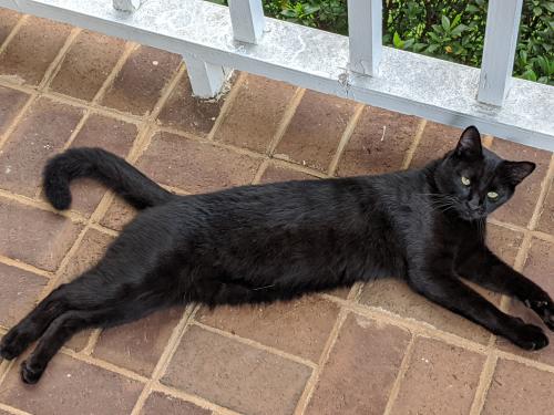 Lost Male Cat last seen Knob mountain drive, connelly springs, Connelly Springs, NC 28612
