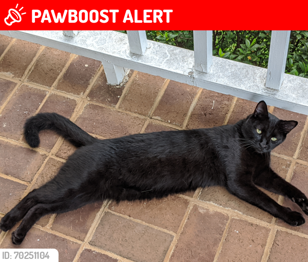 Lost Male Cat last seen Knob mountain drive, connelly springs, Connelly Springs, NC 28612