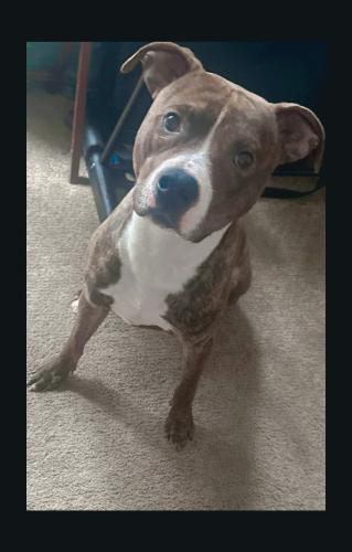 Lost Male Dog last seen Paw point dog park, Baltimore, MD 21210