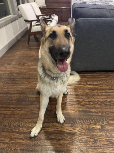 Found/Stray Male Dog last seen 101st and riverside dr, Tulsa, OK 74137