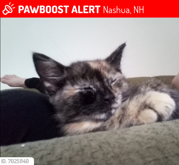 Lost Female Cat last seen Nashua Farmers' Exchange, Nashua, NH 03060