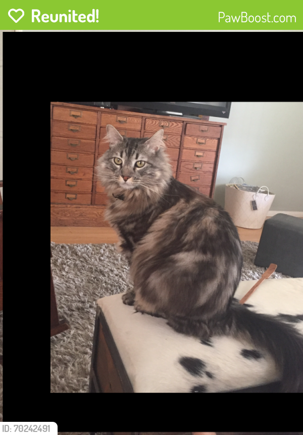 Reunited Male Cat last seen Myrtle and Olive between 60th and 61st, Long Beach, CA 90805