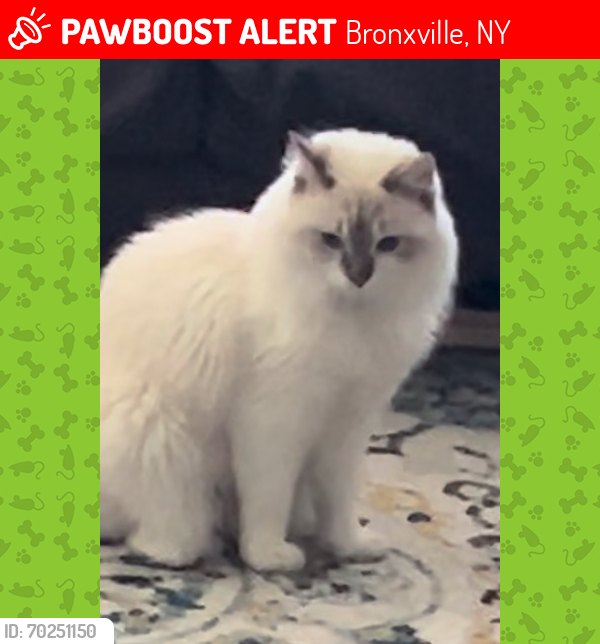 Lost Male Cat last seen Near Sagamore Rd, Bronxville, NY 10708