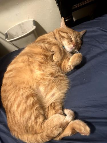 Lost Male Cat last seen Army post and south union area, Des Moines, IA 50315