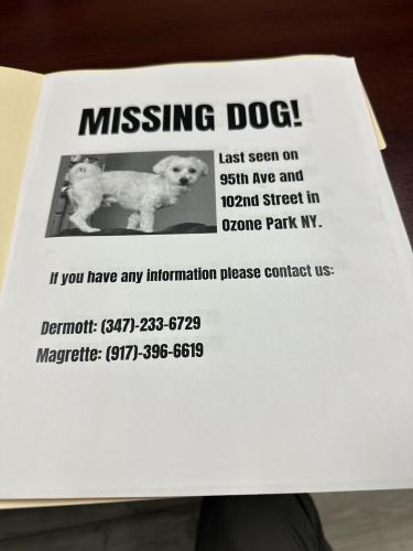 Lost Male Dog last seen 95th ave 10nd street ozone park , Queens, NY 11417