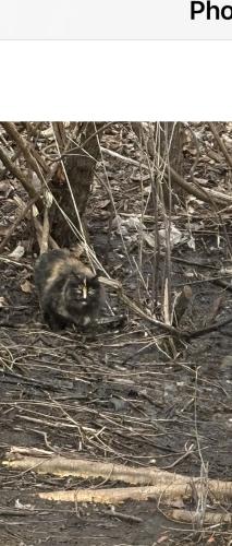 Lost Female Cat last seen Tiverton / Huntingwood ln/ long lake , Bloomfield Hills, MI 48304