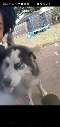 Lost Male Dog last seen Center st or mayfield st, Arlington, TX 76014