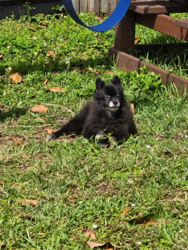 Lost Male Dog last seen 66th ave & 22nd ct, Miramar, FL 33023