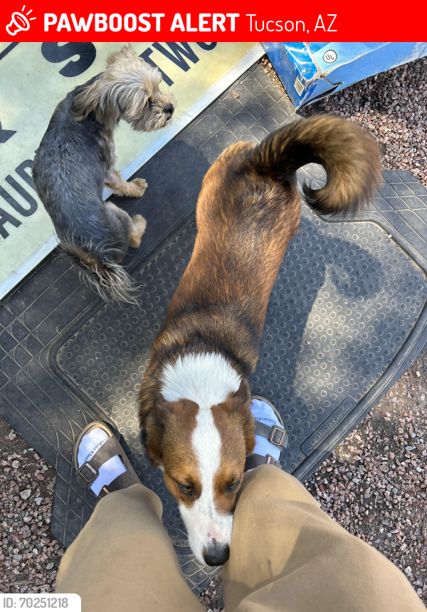 Lost Male Dog last seen palo verde park, Tucson, AZ 85710