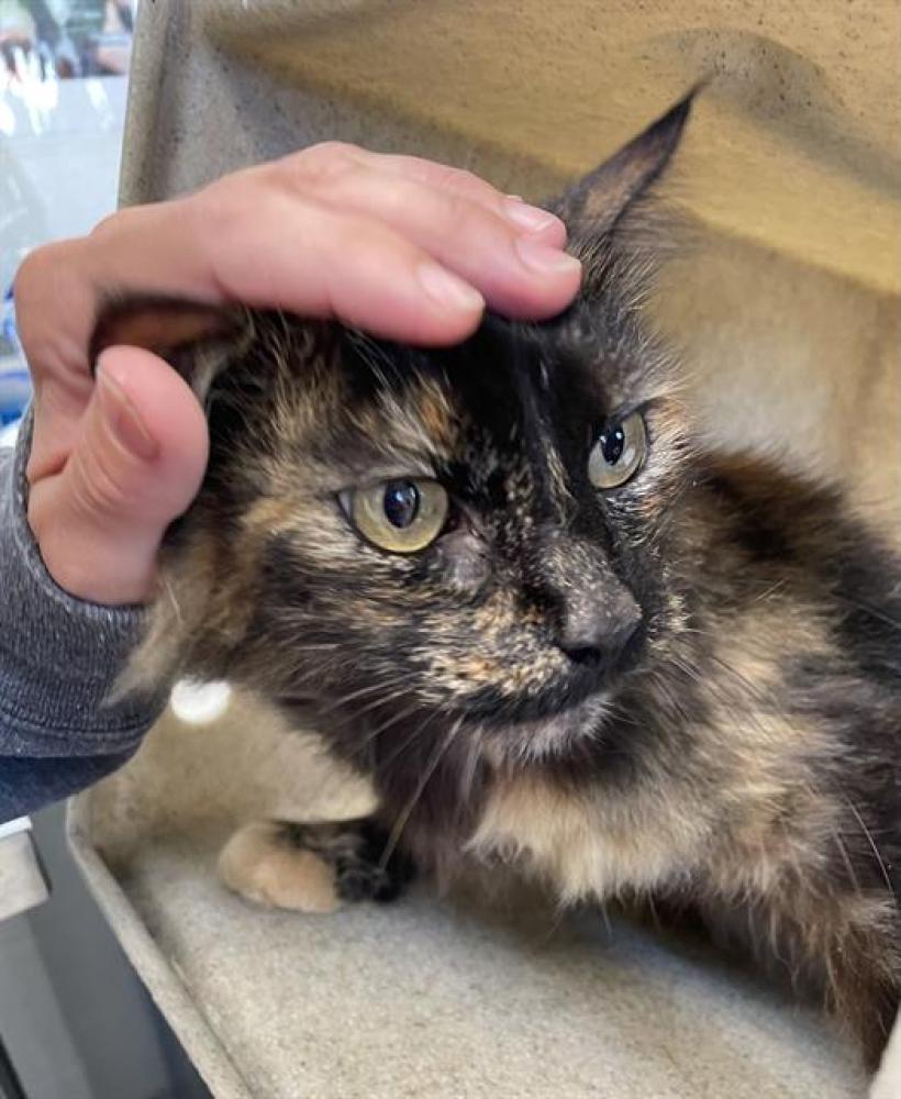 Shelter Stray Female Cat last seen BURLINGTON, Green Level, NC 27217