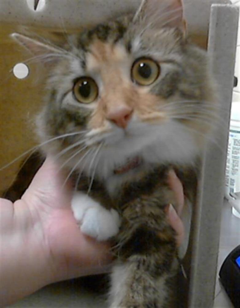 Shelter Stray Female Cat last seen Near BLOCK U TYSON RD, FAYETTEVILLE NC 28306, Fayetteville, NC 28306