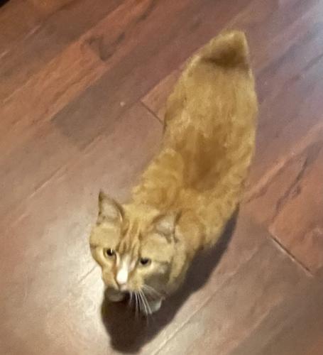 Lost Male Cat last seen South Oakwood Avenue , Beckley, WV 25801
