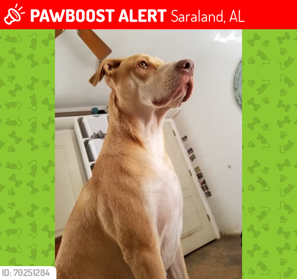 Lost Male Dog last seen Bethel Forest Dr, Saraland, AL 36572
