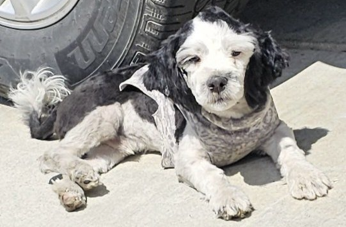 Lost Male Dog last seen Oswell st and virginia ave, Bakersfield, CA 93307
