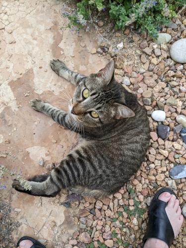 Lost Male Cat last seen Browning and San Francisco, Albuquerque, NM 87122