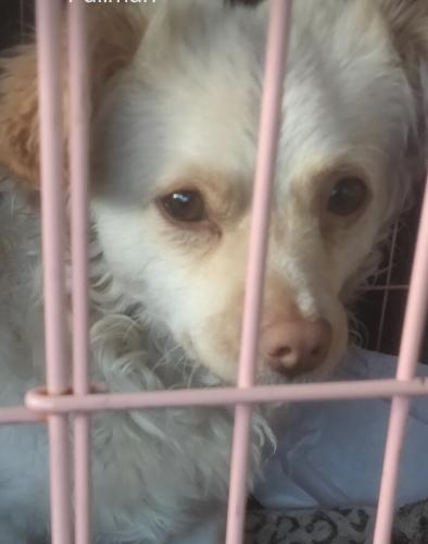Lost Female Dog last seen Knott , El Cerrito, CA 94530