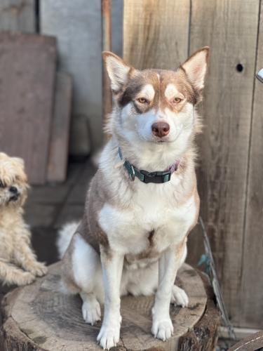 Lost Female Dog last seen Kamm & west , Caruthers, CA 93609