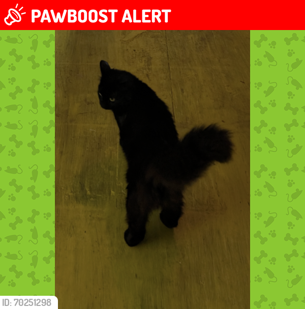 Lost Female Cat last seen Between Ferguson Rd nd Wilton Rd, Abbeville County, SC 29620