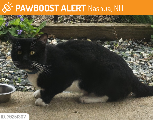 Found/Stray Unknown Cat last seen Cross and Summer, Nashua, NH 03064