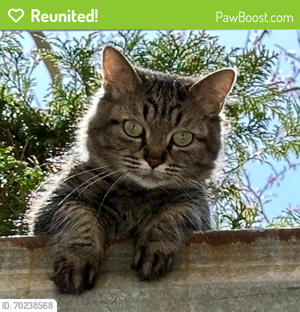 Reunited Female Cat last seen Near Dartmouth Dr, Wheaton, IL 60189, USA, Wheaton, IL 60189