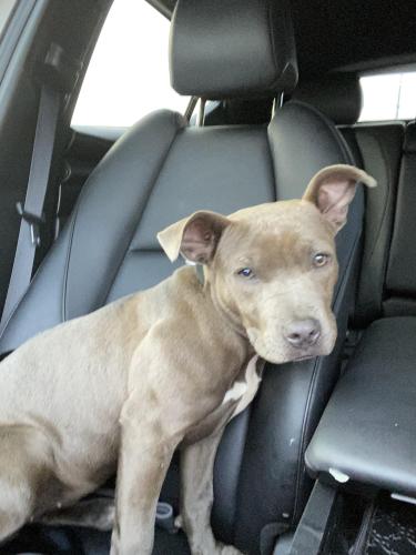Found/Stray Female Dog last seen California Crossing Road, Irving, Texas, Irving, TX 75039