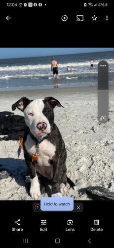 Lost Male Dog last seen Starbucks on monument, Jacksonville, FL 32225