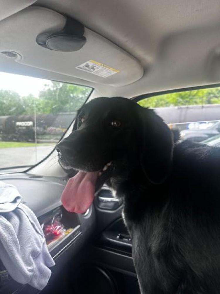 Shelter Stray Male Dog last seen Anderson County, TN , Knoxville, TN 37919