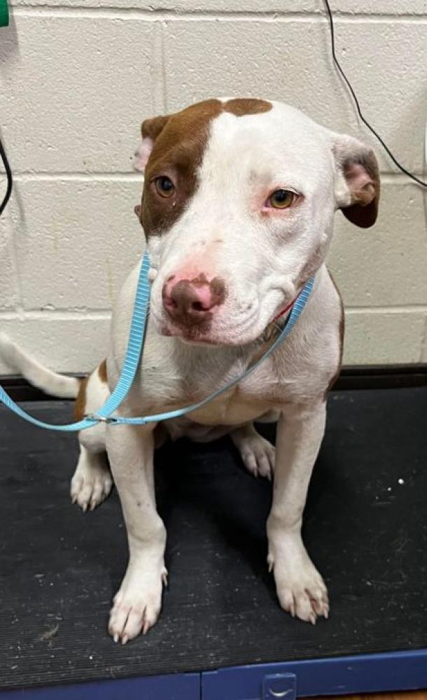 Shelter Stray Female Dog last seen Near PACKARD, 70811, LA, Baton Rouge, LA 70820