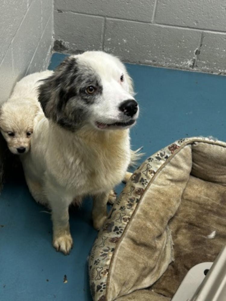 Shelter Stray Female Dog last seen Carrollton, GA , Carrollton, GA 30117