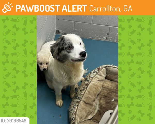 Shelter Stray Female Dog last seen Carrollton, GA , Carrollton, GA 30117