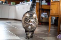 Lost Male Cat last seen Kiwanis Park, Regina, SK S4S 1T9