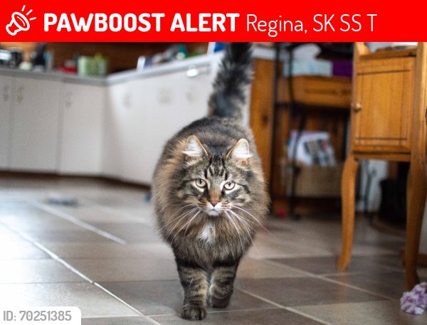 Lost Male Cat last seen Kiwanis Park, Regina, SK S4S 1T9