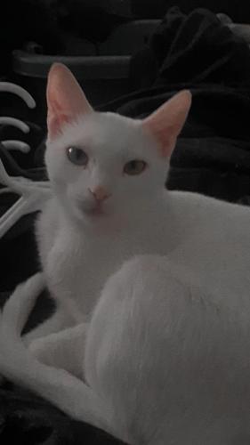 Lost Female Cat last seen Mars and walnut or country club and greencove, Garland, TX 75040