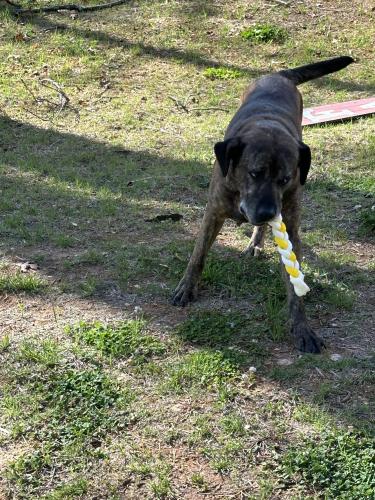 Lost Male Dog last seen Wayne White rd, Pleasant Garden, NC 27313