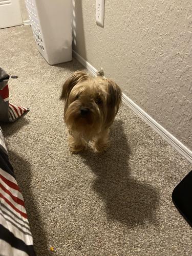 Lost Male Dog last seen Near s country club , Lake Mary, FL 32746