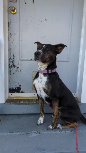 Lost Female Dog last seen Hwy 176 and Hwy 9, Pacolet, SC 29372