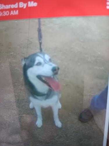 Lost Female Dog last seen Rialto and Oakdale Ave, Rialto, CA 92376