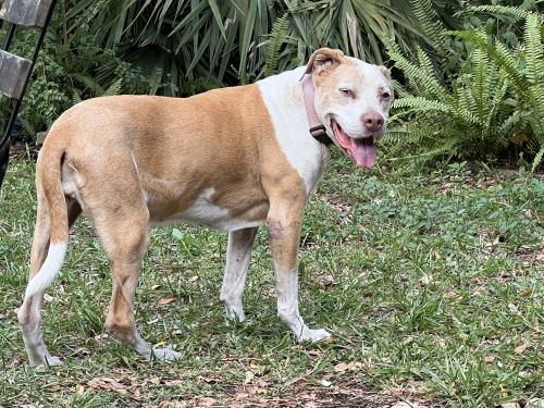 Lost Female Dog last seen NW 13th St and NW 1st Ave, Fort Lauderdale, FL 33311