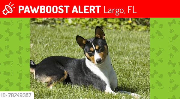 Lost Male Dog last seen SeminoleBlvd and Ulmerton Petco-Largo, Largo, FL 33778