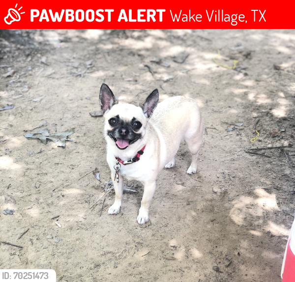 Lost Female Dog last seen First Baptist Church , Wake Village, TX 75501