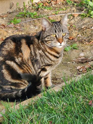 Lost Male Cat last seen Sunnyslope , Hollister, CA 95023