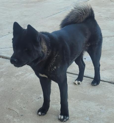 Lost Female Dog last seen Santa Catalina rd and lilac rd, Valley Center, CA 92082