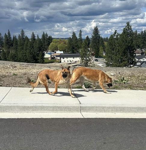 Lost Male Dog last seen Glenrose, Theirman and 44th, Spokane, WA 99223