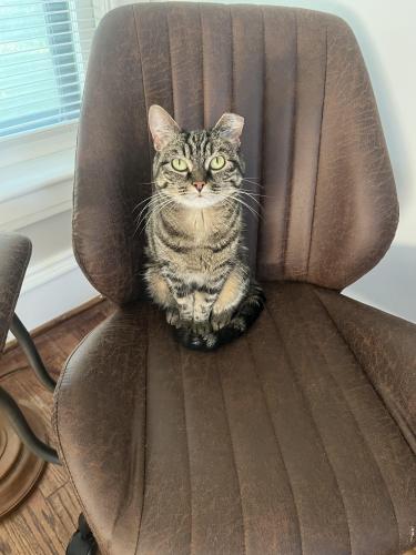 Lost Female Cat last seen 39th St and Broadway Blvd, Kansas City, MO 64111