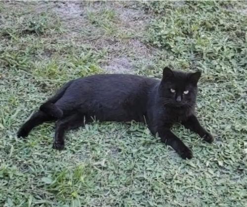 Lost Male Cat last seen He rarely leaves his spot. He has a blue collar with reflective stars and paws, Greenacres, FL 33463