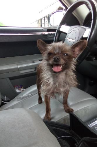 Lost Female Dog last seen By taco bell, Waco, TX 76710