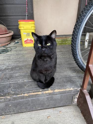 Lost Male Cat last seen The Sun Park and Oak Creek apmt complex’s. Hes not from here so im not sure how far he is roaming., Conroe, TX 77303