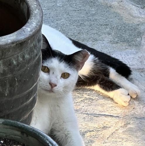 Lost Female Cat last seen Oak St. & W 20th St. , Sanford, FL 32771
