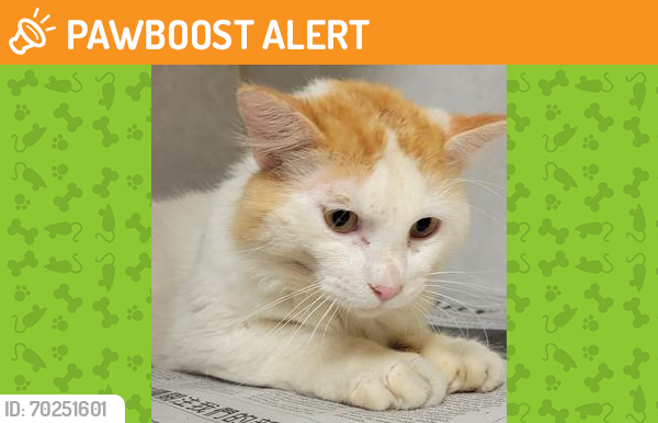 Shelter Stray Male Cat last seen College Station, TX 77840, Bryan, TX 77807